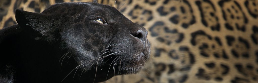 leopardo.jpg